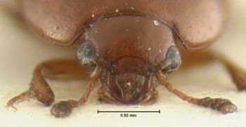 Media type: image;   Entomology 33317 Aspect: head frontal view